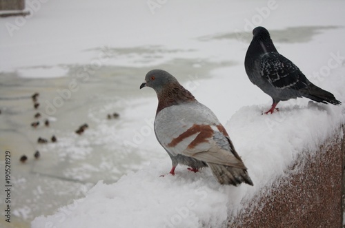 two doves sitting in the snow looking down