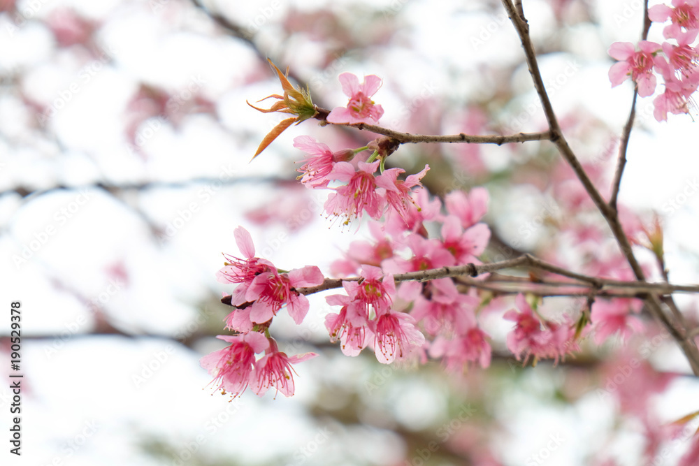 Close up of beautiful pink cherry blossom in winter ,Thai sakura at Chaing Mai Close up of beautiful pink cherry blossom in winter ,Thai sakura at Chaing Mai