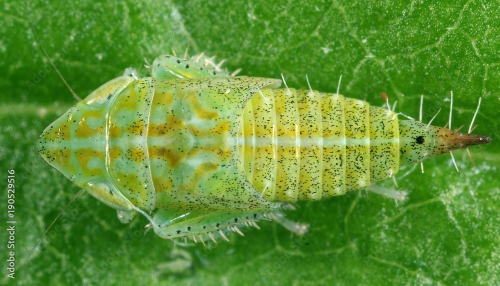 Larva, nymph of Fieberiella leafhopper from the family Cicadellidae on a leaf of grass.