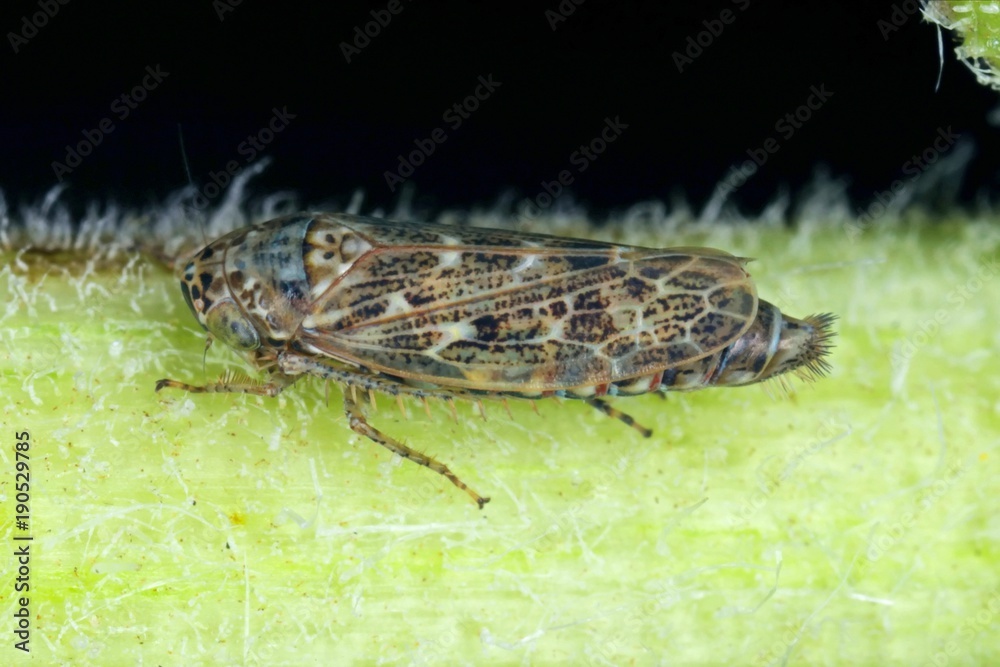 Female of Euscelis distinguendus a leafhopper from the family Cicadellidae on a leaf of grass Female of Euscelis distinguendus a leafhopper from the family Cicadellidae on a leaf of grass