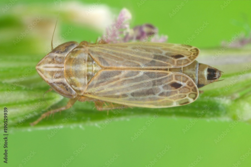 Arocephalus punctum a leafhopper from the family Cicadellidae on a leaf of  grass. Stock-Foto | Adobe Stock