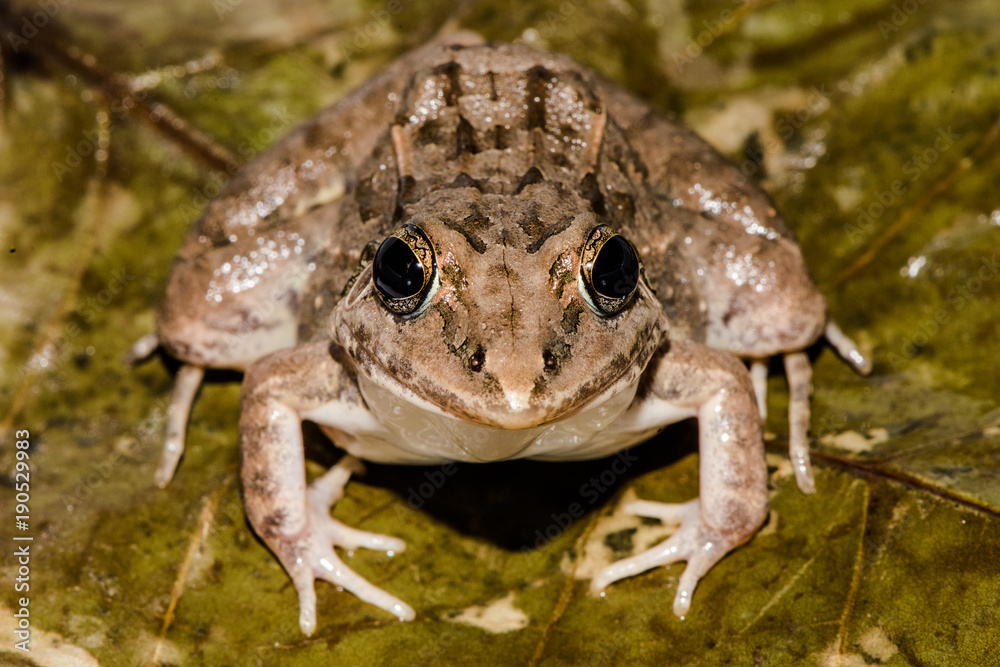 Fototapeta premium Leptodactylus fuscus