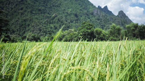 Close up ear of rice fields