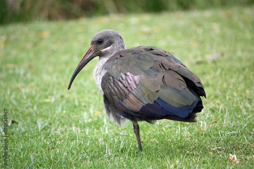 Obraz premium Bird with long beak, Africa