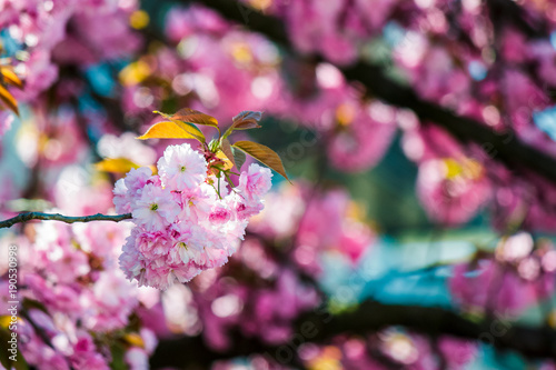 delicate pink flowers of blossomed Japanese cherry trees photo