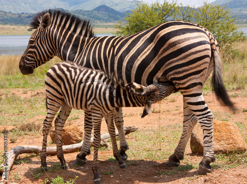 Mother Zebra feeding young one