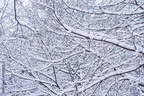 Branches of trees covered with snow - winter background