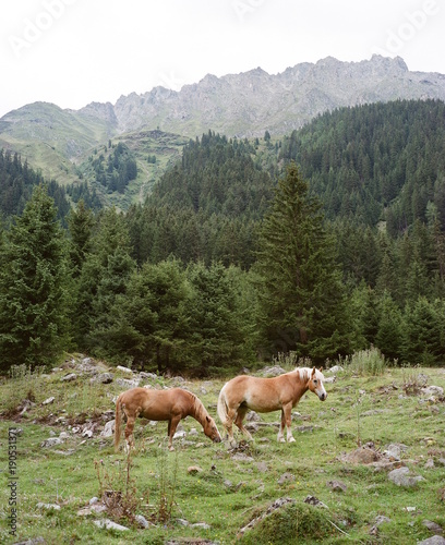 Two wild horses in the mountains of Tyrol with Mountains and Forrest in the background