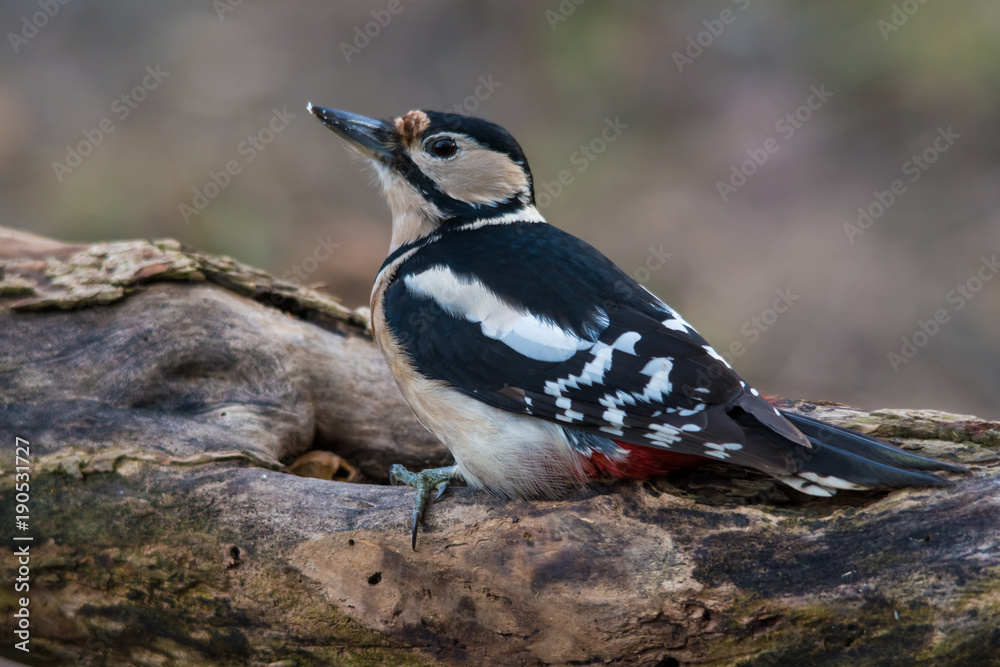 wildlife photo - great spotted woodpecker standing on old wood with moss in deep forest, Slovakia, Europe wildlife photo - great spotted woodpecker standing on old wood with moss in deep forest, Slovakia, Europe