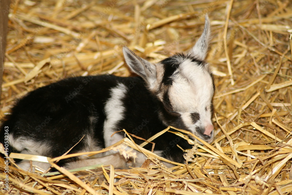 Fototapeta premium veau
