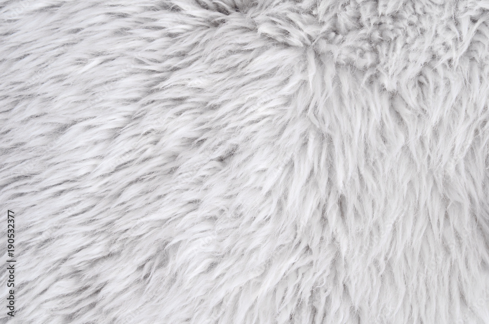 Obraz Tło dywan z owczej skóry. Tekstura wełny. Bliska futra owiec