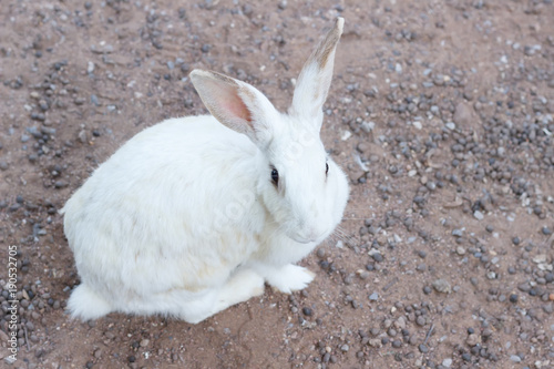 White Rabbit select focus blurry background,Beautifull white Rabbit soft focus