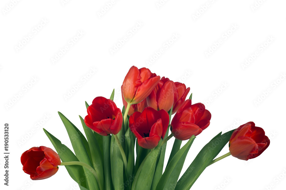 Red bright tulips isolated on white background Red bright tulips isolated on white background