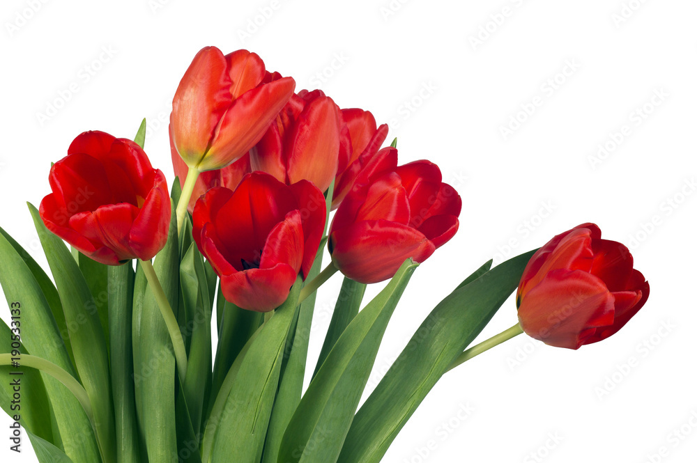Red bright tulips isolated on white background Red bright tulips isolated on white background