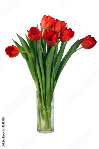 Fototapeta Naklejka Na Ścianę i Meble -  Red bright tulips isolated on white background