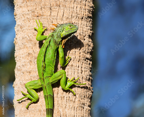 Cold blooded green iguana clings to a palm tree as he warms himself in the sunshine.