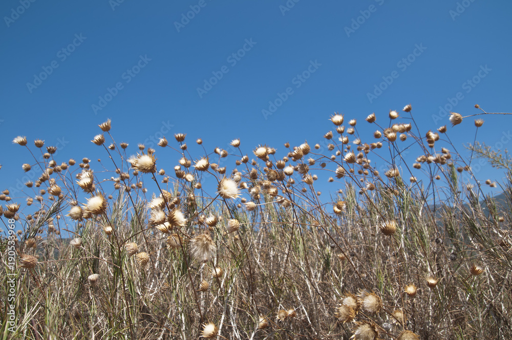 Obraz premium dry prickly grass outdoors