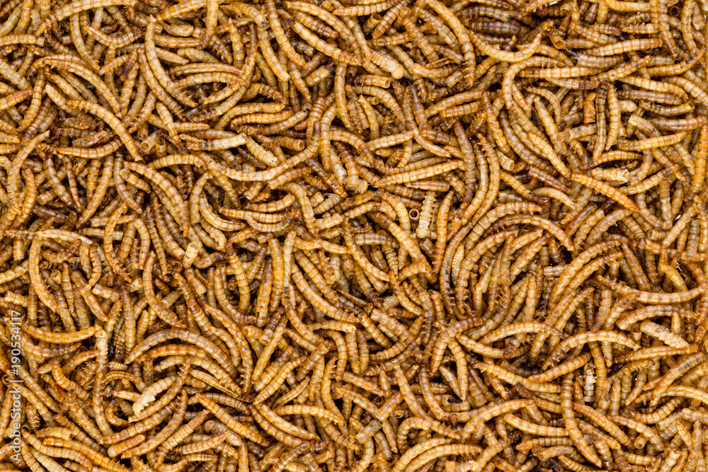 Background texture of dried mealworms