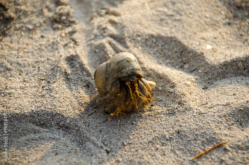Hermit crab with out shell(lat. Paguroidea) Hermit crab (lat. Paguroidea) runs on the sand with direct sunrise at the lipe. Thailand
