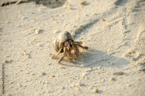 Hermit crab with out shell lat. Paguroidea  Hermit crab  lat. Paguroidea  runs on the sand with direct sunrise at the lipe. Thailand