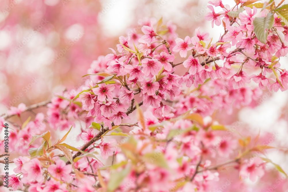 Naklejka premium cherry blossom flower