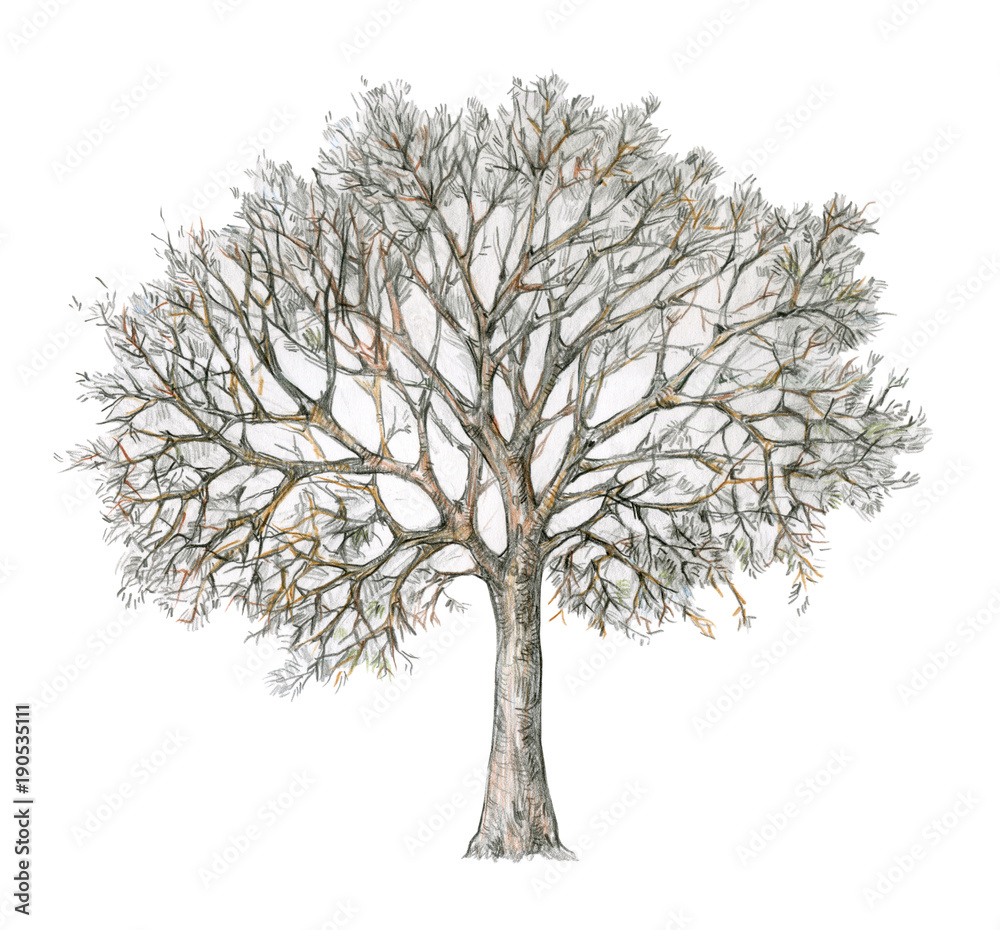 Winter tree handdrawing isolated on white. Four seasons. Tree drawing one  of four, winter. Stock Illustration