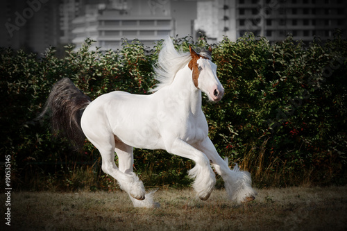 Obraz na plátne Pinto horse runs gallop on the field by summer