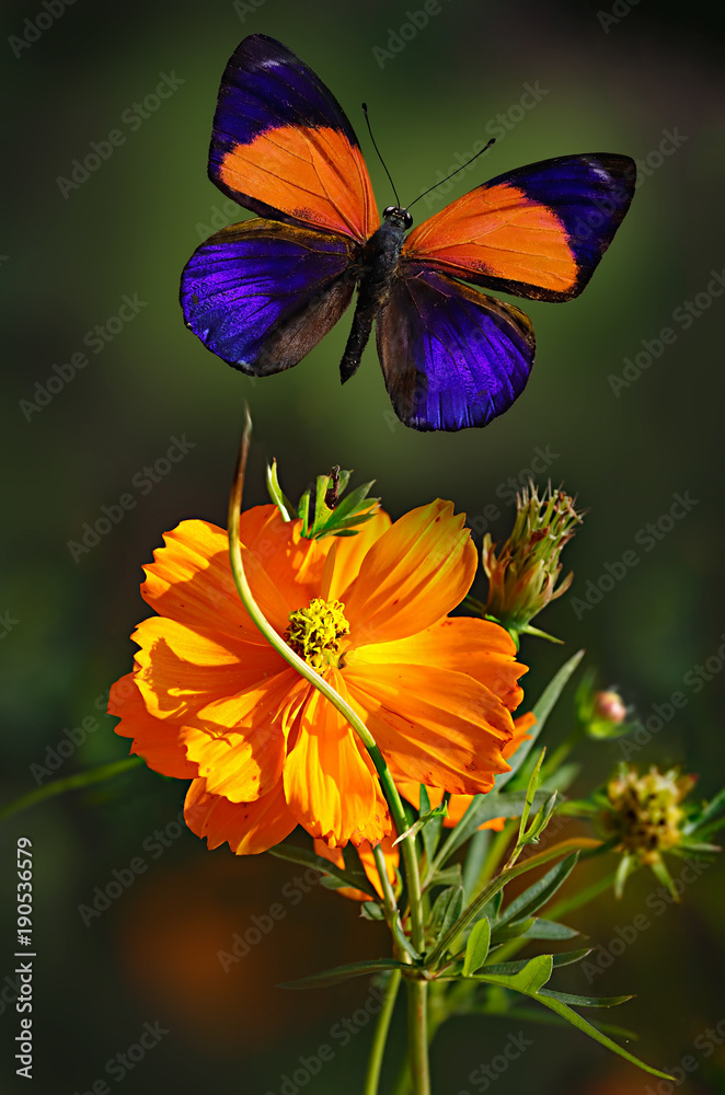 Iridescent Asterope markii orange butterfly or the dotted glory, rare species, flying over double orange cosmos flower on dark green background, Nymphalidae family Iridescent Asterope markii orange butterfly or the dotted glory, rare species, flying over double orange cosmos flower on dark green background, Nymphalidae family