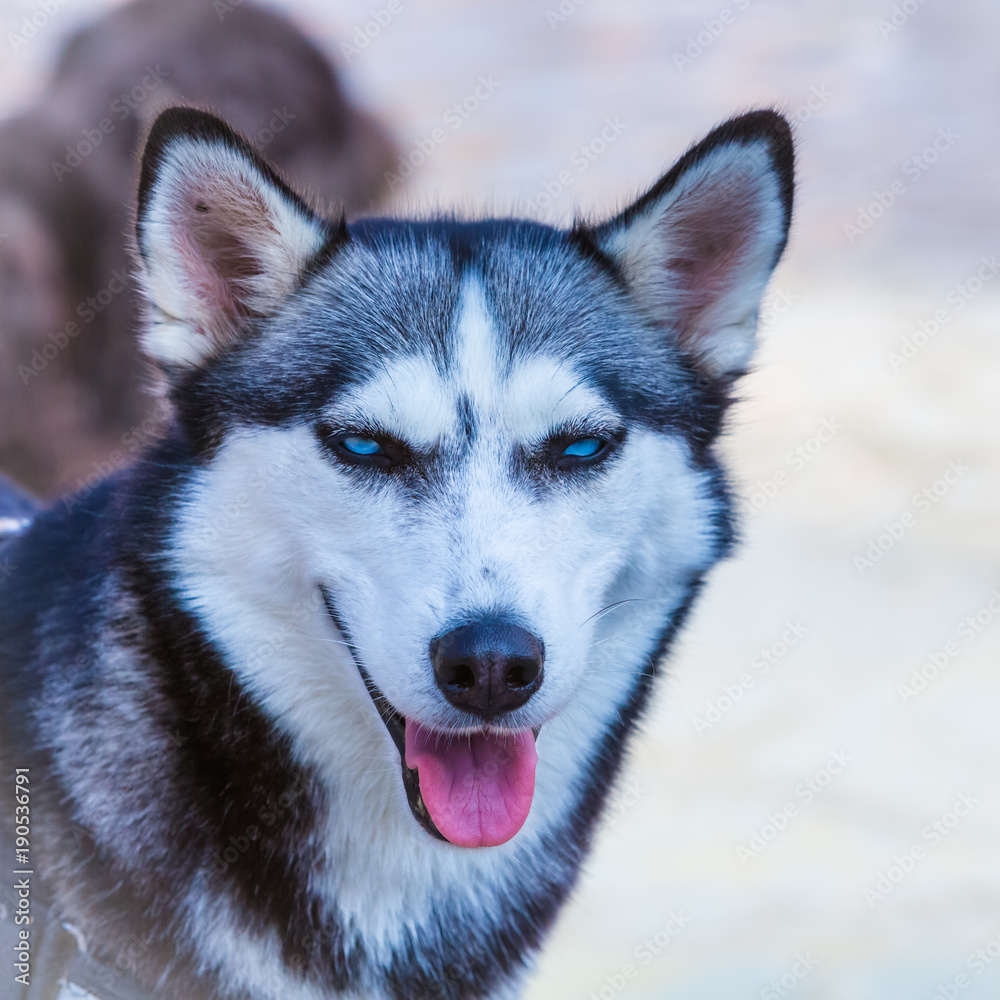 Portrait eines Husky Schlittenhundes