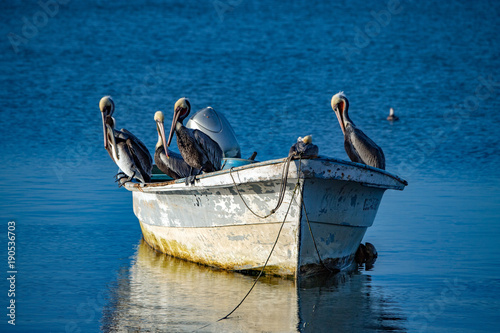Fotografie Pelican while resting on a boat at sunset