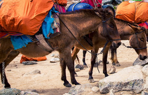 pack horses Inca trail 