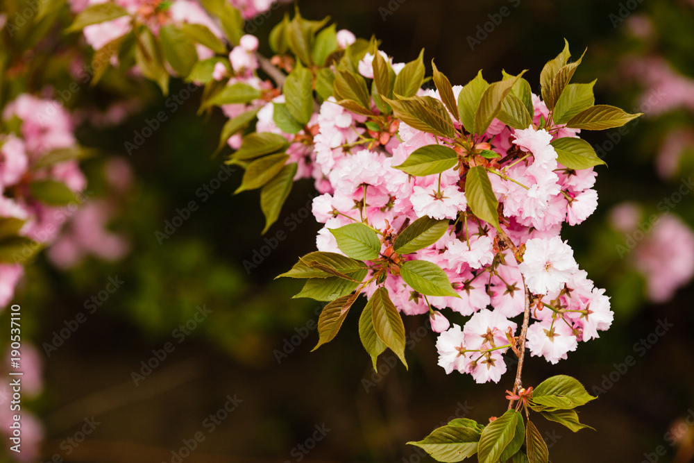 Sakura blossom branch