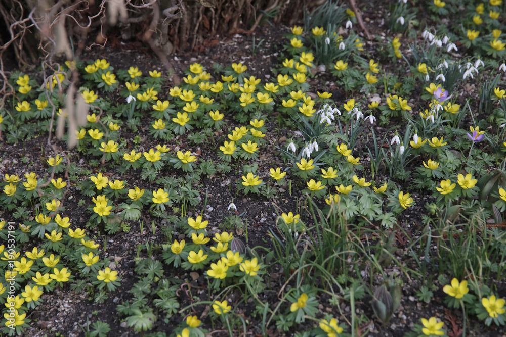 Blühende Winterlinge im Garten (Eranthis hyemalis)
