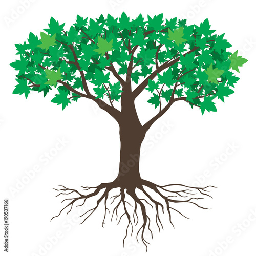 Big maples tree with green leaves
