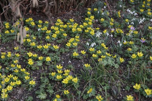 Blühende Winterlinge im Garten (Eranthis hyemalis)