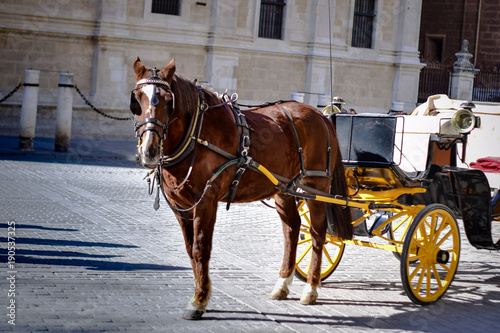 Beautiful brown horse in Seville