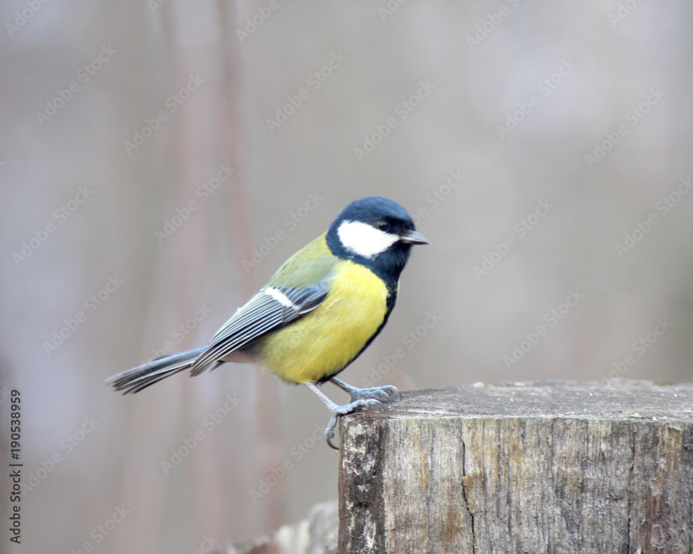Obraz premium The titmouse sits on a stub
