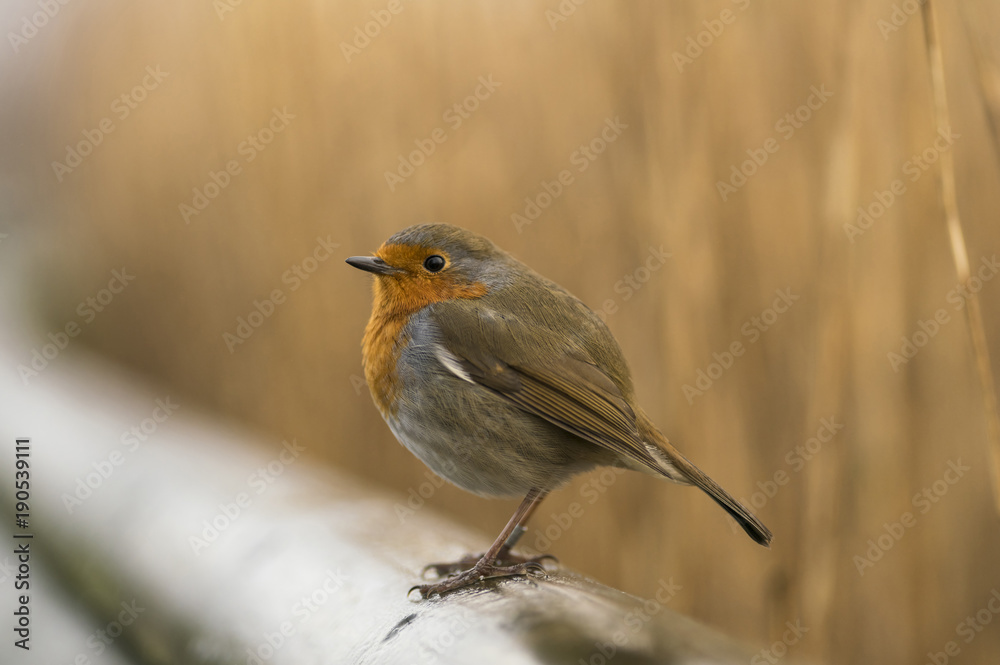 Fototapeta premium European Robin_000000899495_1
