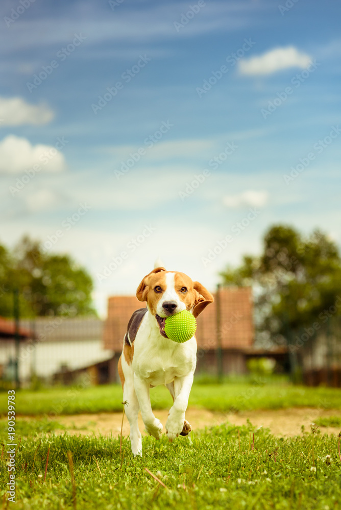 Beagle dog fun run in a garden with a green ball