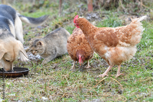 Domestic animals chicken hen dog and cat eating together from the grass as a best friends