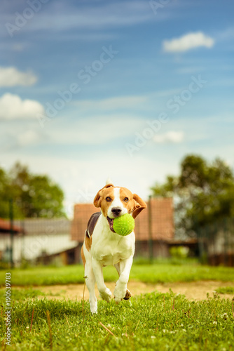 Beagle dog fun run in a garden with a green ball