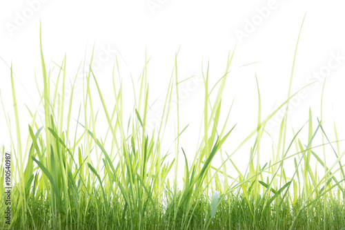 Grünes saftiges Gras vor weißem Hintergrund
