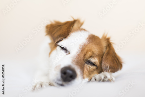 portrait of a cute small white and brown dog sitting on bed with eyes closed  he is feeling tired or sleepy. Pets indoors. White background