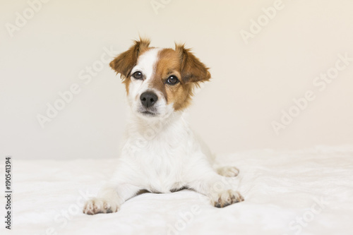 closeup portrait of a cute small dog sitting on bed and looking curious to the camera. Pets indoors