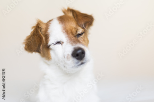 portrait of a cute small white and brown dog sitting on bed with eyes closed, he is feeling tired or sleepy. Pets indoors. White background