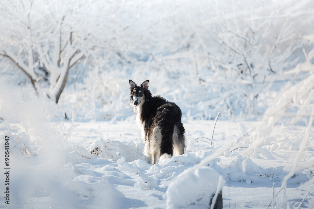Black and white hunting dog stands in the snow on the white winter forest background Black and white hunting dog stands in the snow on the white winter forest background