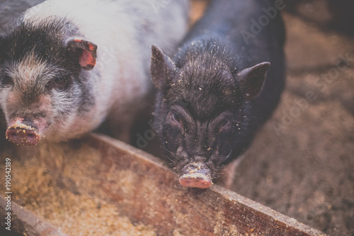 Small pigs eat from a wooden trough