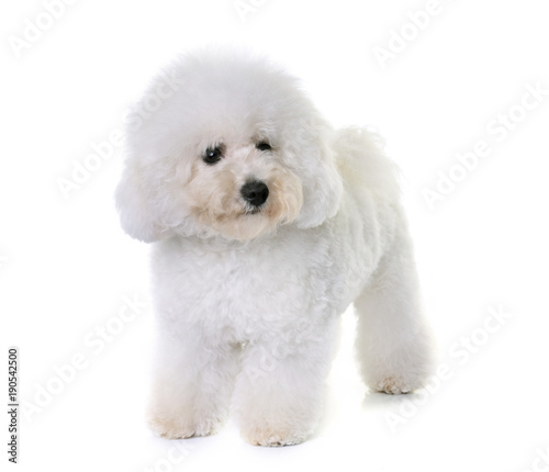 bichon frise in studio