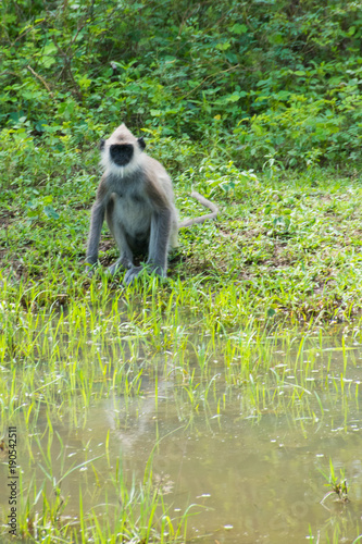 südlicher grauer Hanuman-Langur, Semnopithecus priam thersites photo