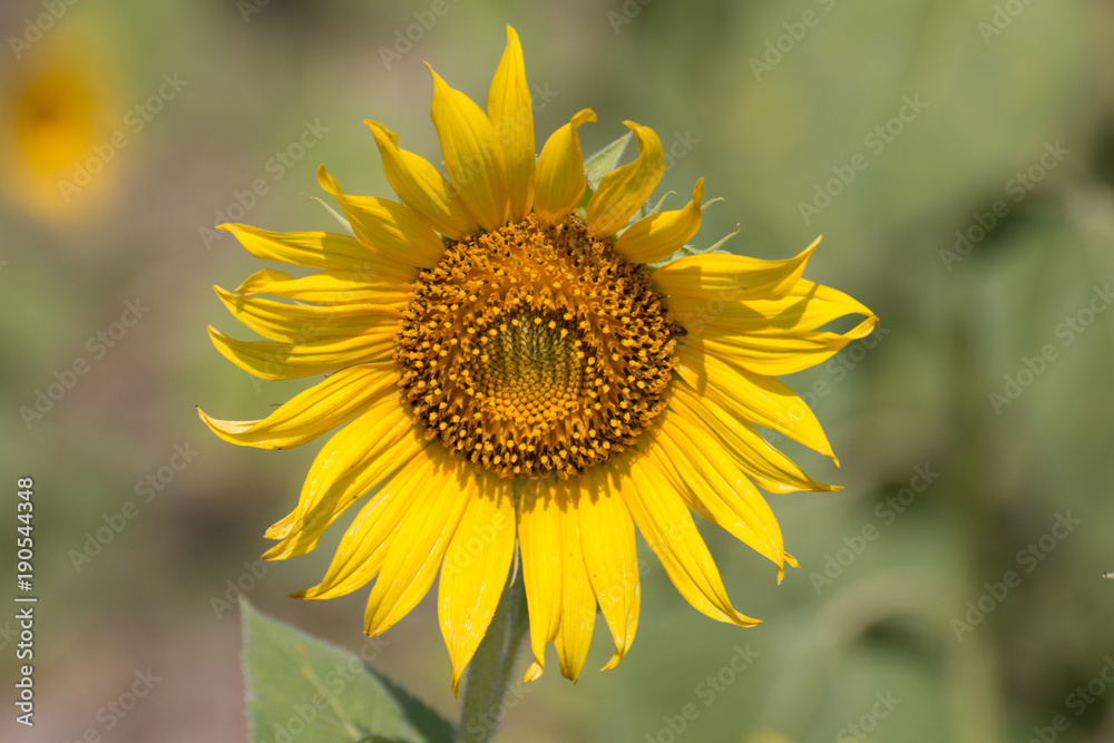 Fototapeta premium close up of a sunflower